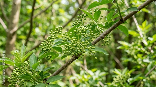 Close up view of a budding shrub branch bearing clusters of tiny unripened fruit amidst fresh foliage currantbushberriesgreen