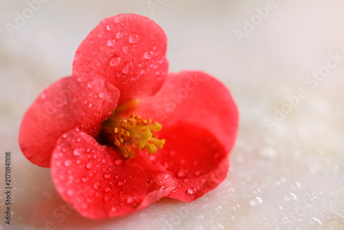 Japanese quince red flower with water drops