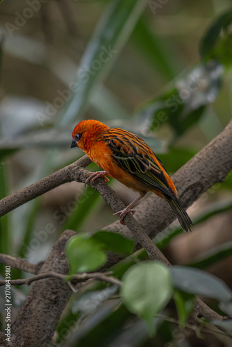 Bild auf Leinwand Bright orange tropical bird perched on a tree branch surrounded by green foliage