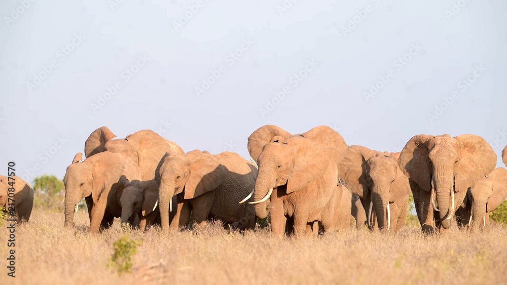 Obraz premium African Elephant herd with calves and tuskers across Tsavo East dry grassland, Kenya