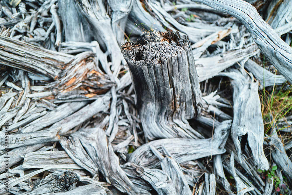 Naklejka premium Pile of bleached driftwood and weathered stumps