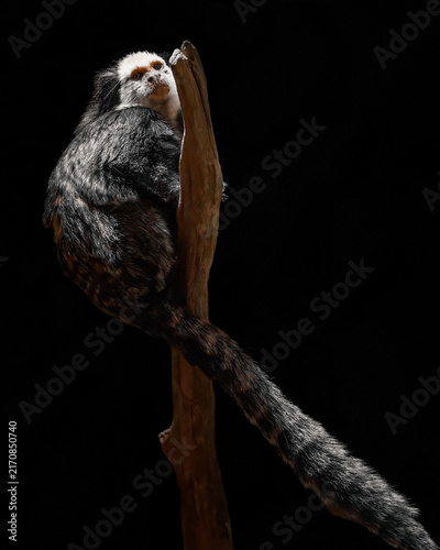 Bild auf Leinwand White-headed marmoset monkey climbing a vertical wooden branch with its long str