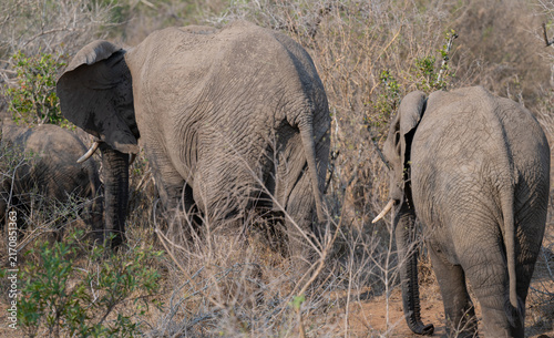 Elephant mother with elephant baby in the bush of Kruger National Park South Africa