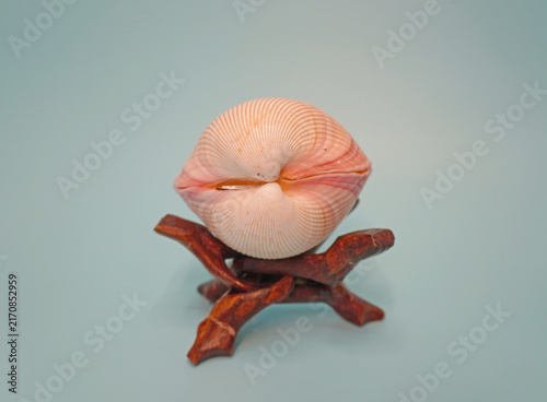 Konstfotografi Seashell on a wooden stand, blue background