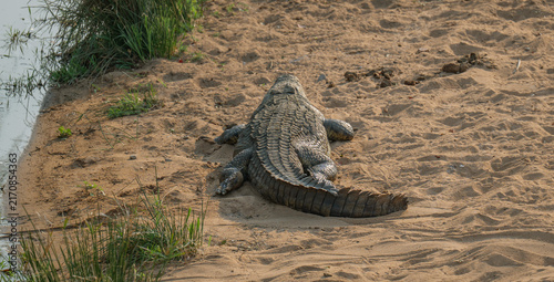 Nile crocodile in its natural African habitat. This powerful reptile represents primal strength, predator behavior, river ecosystems, and the wilderness of African national parks