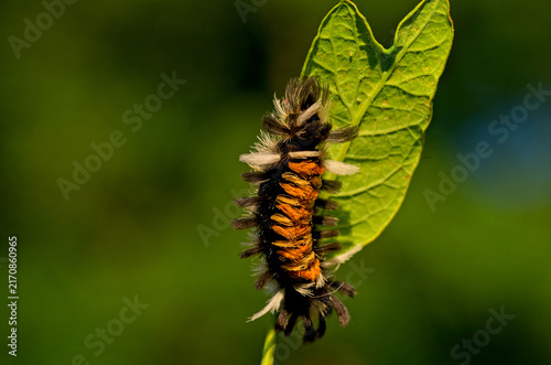 Canvas Print Detailed view of an orange and black milkweed tussock caterpillar basking on foliage in golden hour sunlight