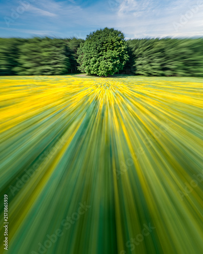 Obraz na plátně Abstract view of a sunflower field captured with intentional camera movement, creating radial yellow and green streaks leading toward a solitary tree and forest edge