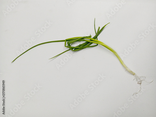 Single fresh green onion stalk tied in a knot on white background