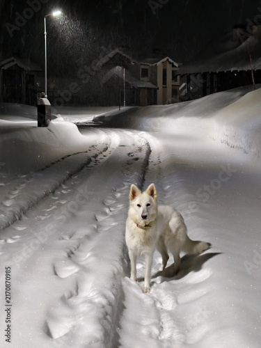 The dog is walking along the road. Snow-covered uncleared road in a siberian cottage village.