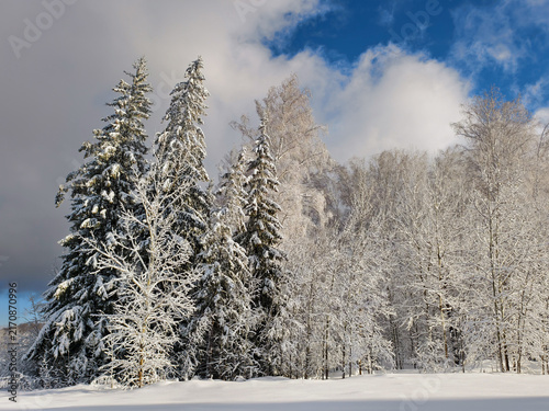 Winter forest covered with snow.