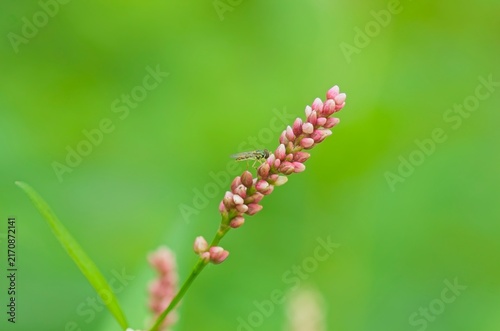 Hoverfly on Pink Smartweed Stalk. Small hoverfly pollinator insect resting on a pink smartweed flower stalk with green copy space background.
