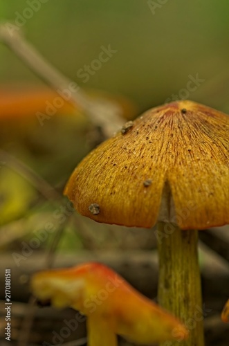 Abstract macro view of a golden brown wild mushroom cap with earthy textures.