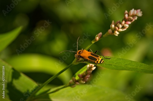 Bright orange goldenrod soldier beetle resting on a green smartweed stem in warm evening sunlight.