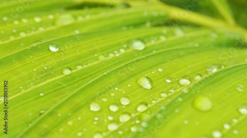 Rain Drops Splashing on Green Palm Leaf Macro Shot, Heavy Rain Falling on Tropical Leaf Close-up