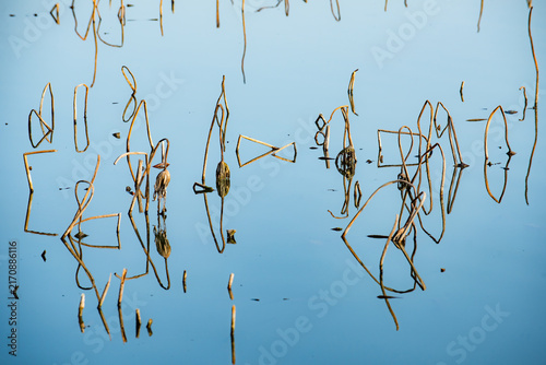 Quadro su tela Withered lotus stems and reflections on calm lake water
