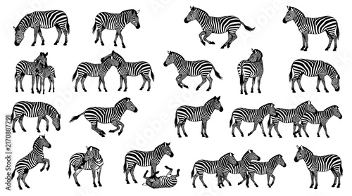 Obraz na plátne Zebra silhouette vector icon set with African wildlife stripe pattern poses for