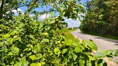 Konstfotografi Apple trees grow along the asphalted road, and juicy apples ripen on them among the foliage
