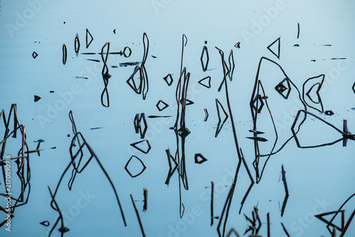 Фотография Withered lotus stems and reflections on calm lake water
