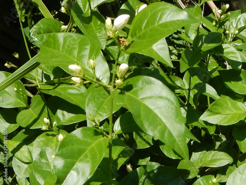 Canvastavla Arabian Jasmine or Jasminum sambac plant with flower and buds image