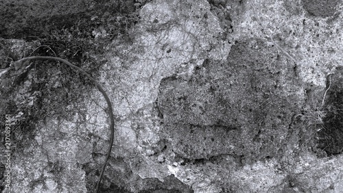 Cuadro en lienzo Black and white close-up of a weathered rock surface with exposed roots, moss, and natural textures in a forest environment