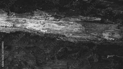 Black and white close-up of dark decaying wood with layered grain, rough bark and deep organic textures, creating a dramatic natural background.