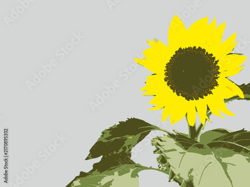 ヒマワリ, 花, 自然, サマー, 黄色, 孤立した, 植える, 太陽, 白, 全盛期, 明るい, 美しさ, 葉, 農学, 植物, アップ, 美しい, 野原, 庭, シングルス, 茎, 種子, ひまわり, 向日葵, 和風, 年賀状, sunflower, flower, nature, summer, yellow, isolated, plant, sun, white, bright, bea