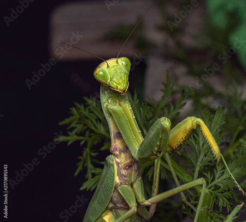 Foto Close-up of a green praying mantis in its natural habitat at night