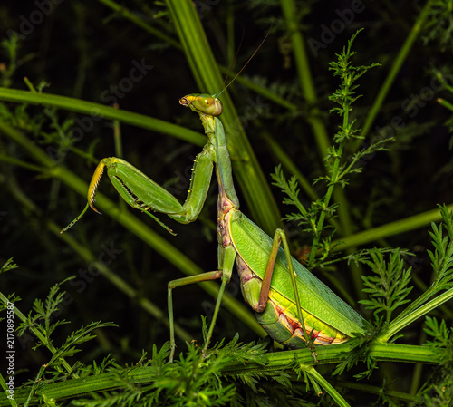 Bild auf Leinwand Close-up of a green praying mantis in its natural habitat at night