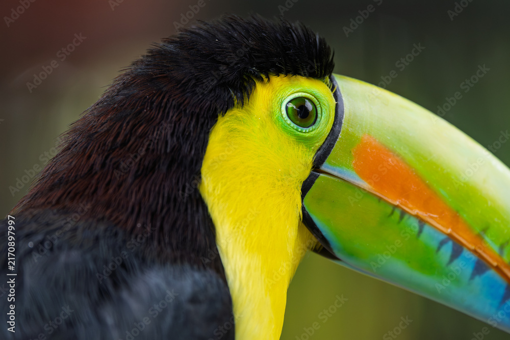 Obraz premium Close-up portrait of a keel-billed toucan head with vivid green beak