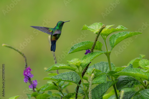 Quadro su tela Hummingbird hovering near a purple flower plant in natural environment
