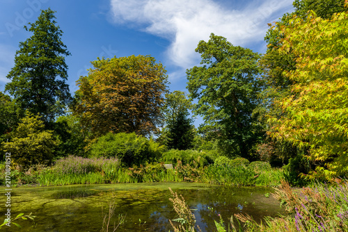 Wide-angle view of botanic pond bordered by lush riparian plants and deciduous trees, secluded park setting reflecting warm natural daylight