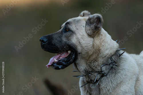 Kangal Shepherd Dog in Türkiye.