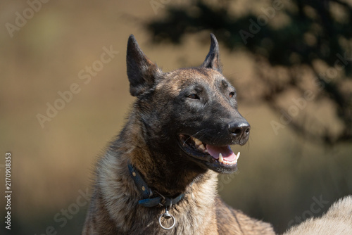 Portrait of a Malinois dog in Türkiye.