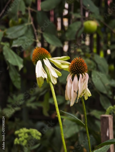 Obraz na plátně White coneflowers blooming in garden close up vertical