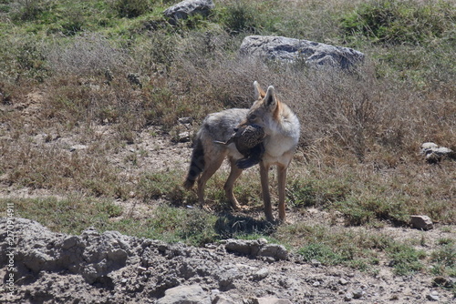 Ein Goldschakal auf der Jagd in der Serengeti