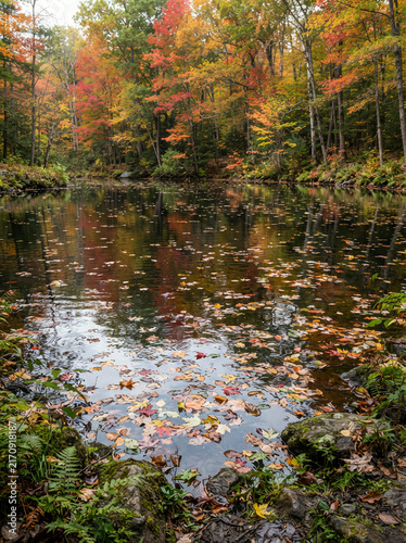 Woodland water covered with fallen autumn leaves between rocks and ferns