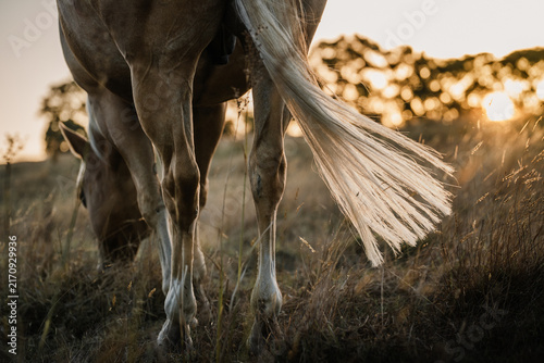 horse and wheat in the field