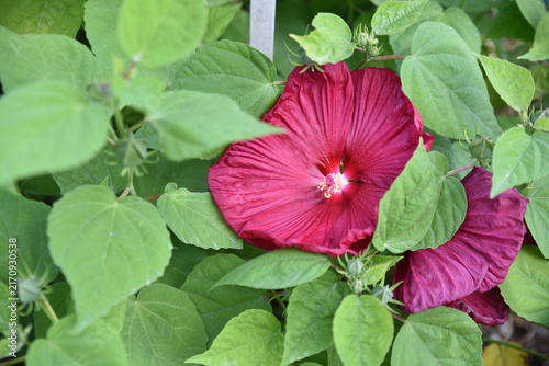 Картината върху платно Hibiscus rose au jardin en été