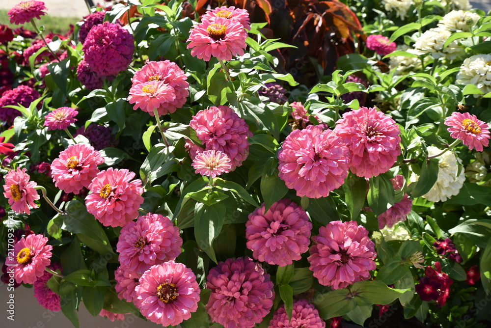 Fototapeta premium Zinnias roses en été au jardin
