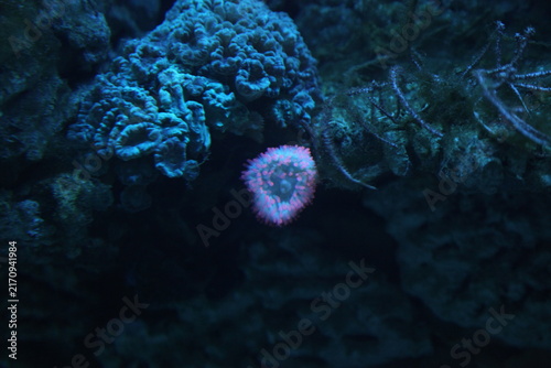 underwater wonder