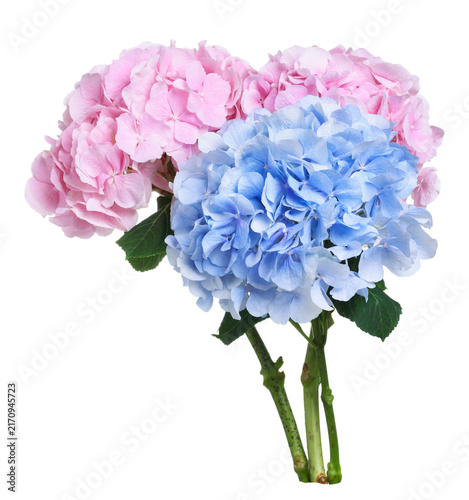 Beautiful colorful hortensia flowers isolated on white