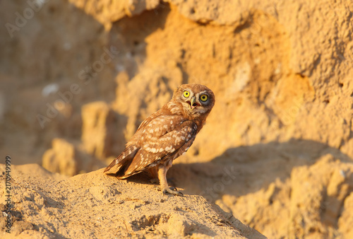 Fotografie Little Owl (Athene noctua) standing on a clay mound with its beak wide open, calling or screeching in warm sunlight