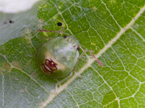 Canvas Print Green bug larva on the leaf