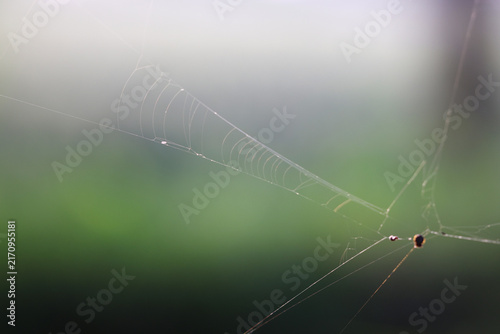 Quadro su tela Spider web stretching across a lush green garden during sunrise with soft bokeh