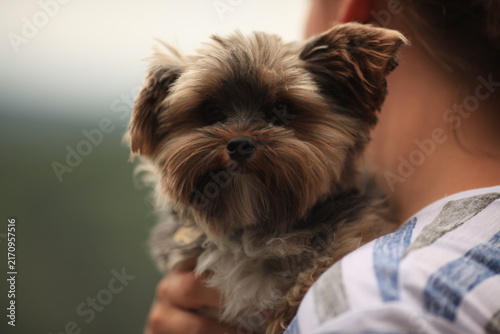 pet
