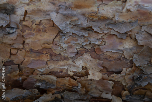 Obraz na plátně Detailed close up macro photograph showcasing the rugged texture and peeling layers of pine tree bark