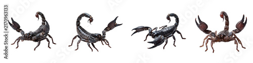 Foto Four menacing black scorpions with raised stingers and large pincers in various defensive poses arranged in a row against a clean white background