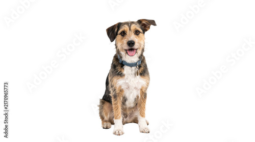 Mixed-breed dog sitting, isolated on a transparent PNG background