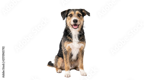 Mixed-breed dog sitting, isolated on a transparent PNG background