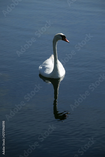 Cigno reale bianco che nuota in acqua blu con riflesso